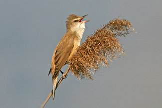 Grote karekiet - Acrocephalus arundinaceus